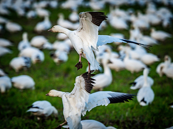 Snow Geese @ The Skagit Valley 12-2-18-8