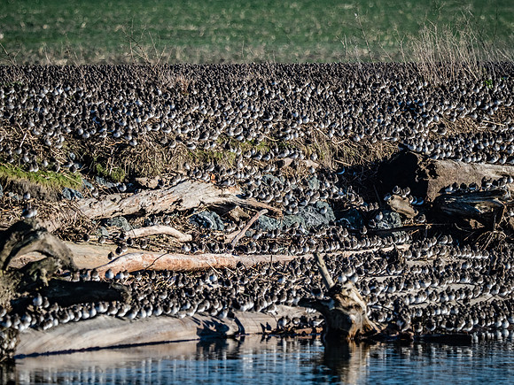 Skagit Valley 1-13-19-8