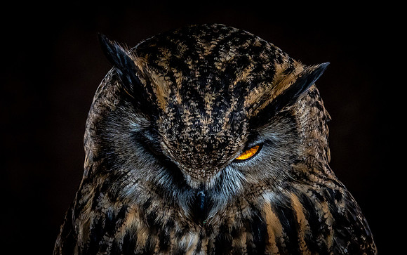 The Falconer with Olympus Cameras @ Kenmore Camera 2-2-19-62