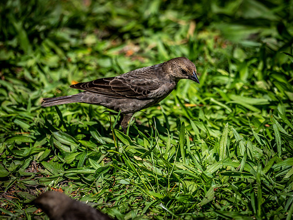George C. Reifel Bird Sanctuary 5-7-19-7