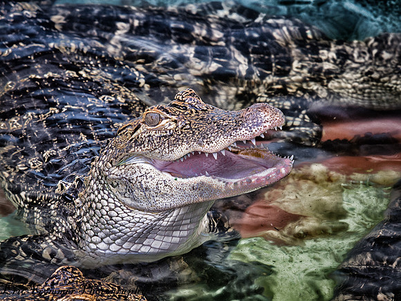 Alligators-7