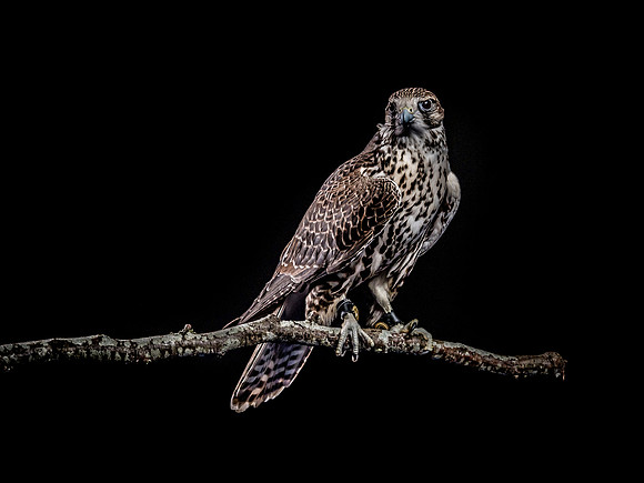 The Falconer with Olympus Cameras @ Kenmore Camera 2-2-19-34