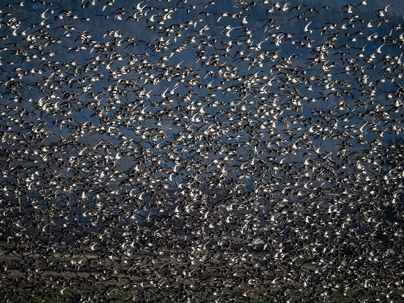 Skagit Valley 1-13-19-13