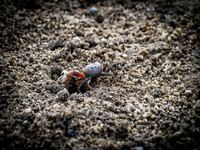 Cape Cod Wildlife 2018 Set 1-35