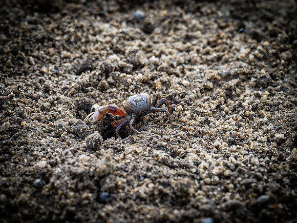 Cape Cod Wildlife 2018 Set 1-35