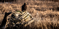 Skagit Valley 2-17-19-13