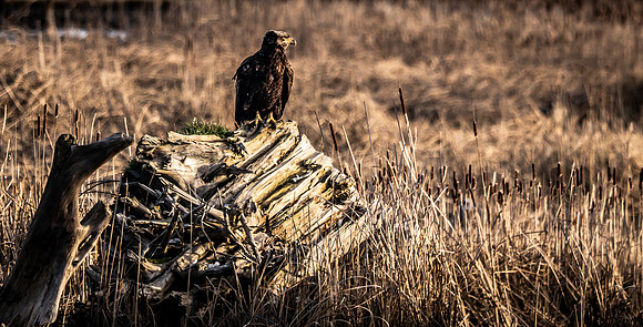 Skagit Valley 2-17-19-13