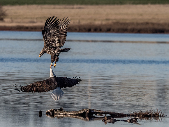 Eagles @ Whidbey Island 11-18-18-14