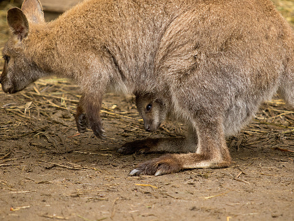 The Arlington Kangaroo Farm_-16