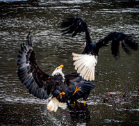 Eagles of Whatcom County 12-22-19