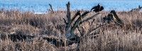 Skagit Valley 2-17-19-11