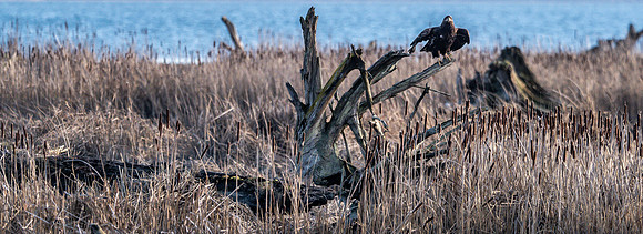 Skagit Valley 2-17-19-11