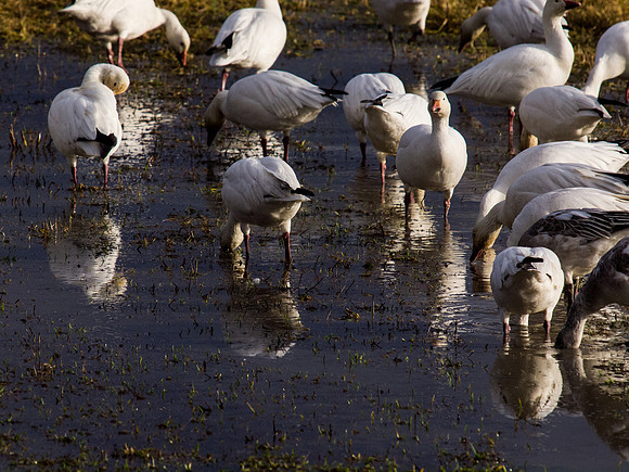 Snow Geese_-3