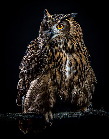 The Falconer with Olympus Cameras @ Kenmore Camera 2-2-19-67