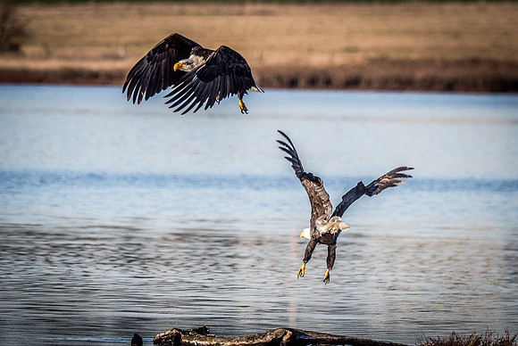 Eagles @ Whidbey Island 11-18-18-27