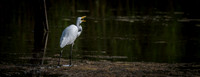 Cape Cod Wildlife 2018 Set 1-26