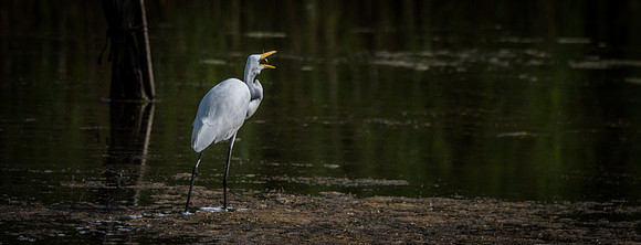 Cape Cod Wildlife 2018 Set 1-26