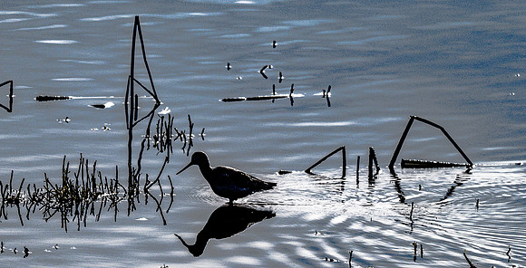 Skagit Valley Birds 11-11-18 (7 of 26)
