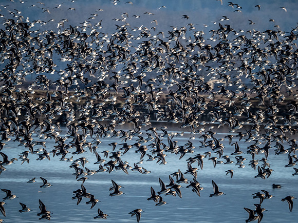 Skagit Valley 1-13-19-15