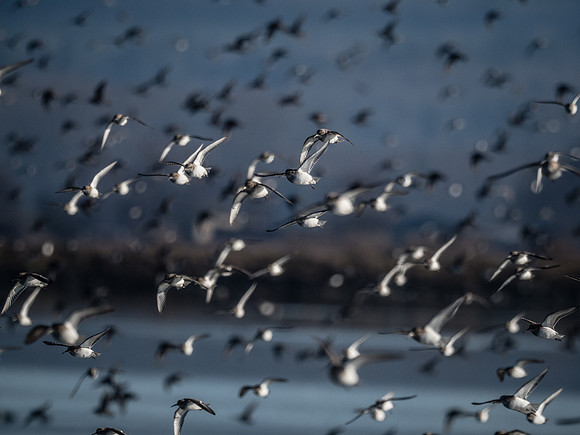 Skagit Valley 1-13-19-23