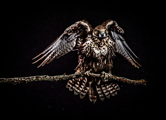 The Falconer with Olympus Cameras @ Kenmore Camera 2-2-19-31