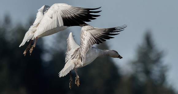 Skagit Valley Birds 11-11-18 (20 of 26)