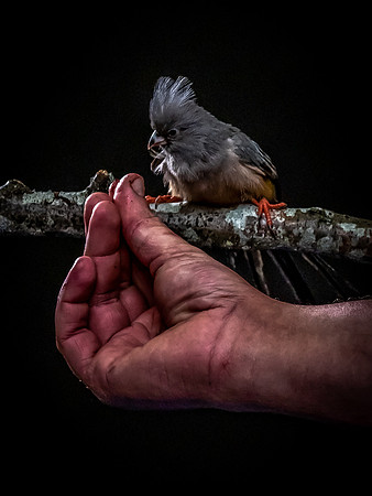 The Falconer with Olympus Cameras @ Kenmore Camera 2-2-19-4