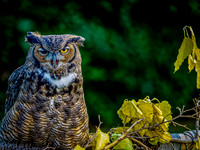 Rescue Raptors @ Walla Walla 10-2015