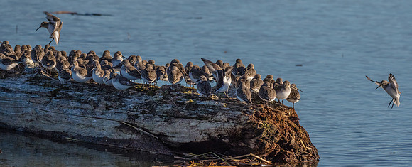 Skagit Valley 1-13-19-41