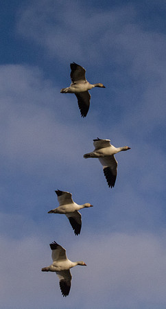 Snow Geese_-8