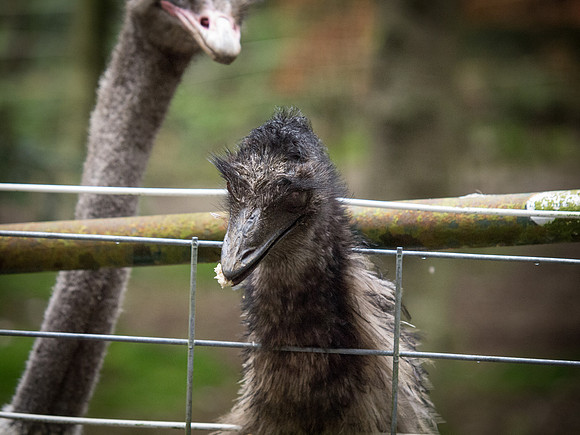 The Arlington Kangaroo Farm_-33