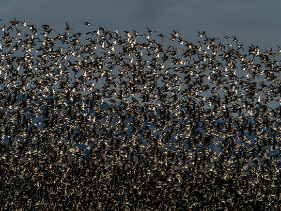 Skagit Valley 2-17-19-7
