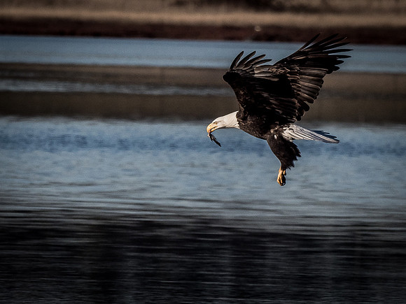 Eagles @ Whidbey Island 11-18-18-9