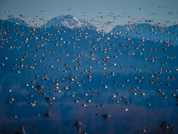 Skagit Valley 1-13-19-21
