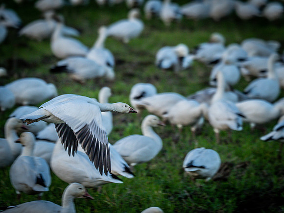 Snow Geese @ The Skagit Valley 12-2-18-3