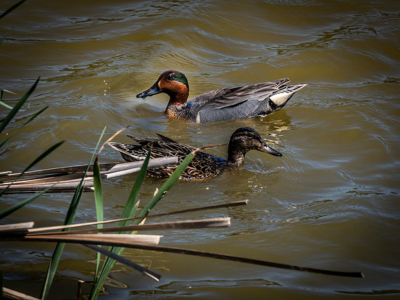 George C. Reifel Bird Sanctuary 5-7-19-13