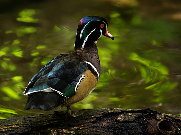 At the Portland Zoo