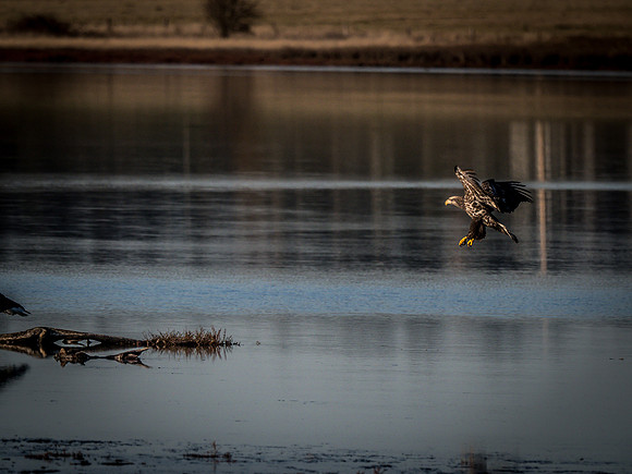 Eagles @ Whidbey Island 11-18-18-4