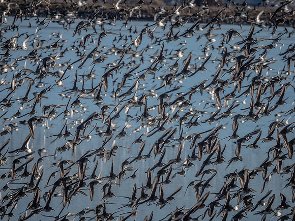 Skagit Valley 1-13-19-36