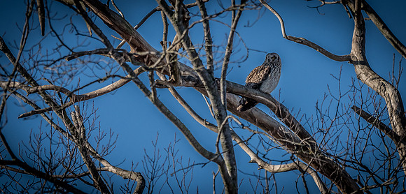 Skagit Valley 1-13-19-2