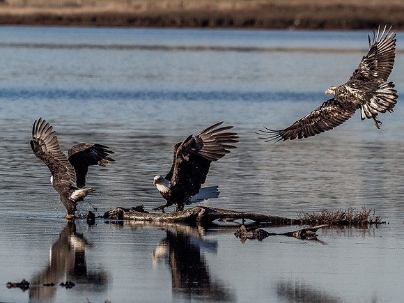 Eagles @ Whidbey Island 11-18-18-19