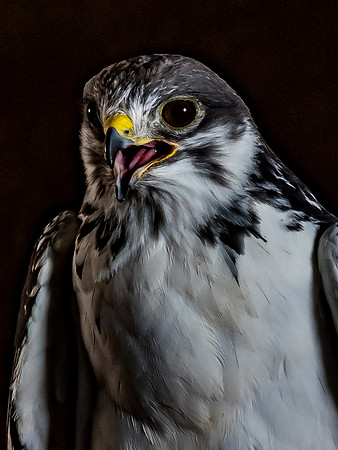 The Falconer with Olympus Cameras @ Kenmore Camera 2-2-19-43