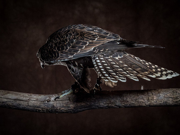 The Falconer with Olympus Cameras @ Kenmore Camera 2-2-19-40