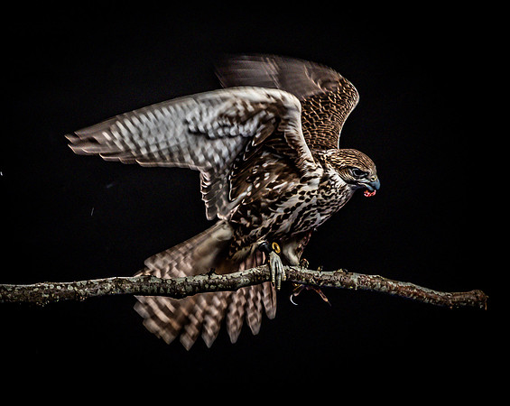 The Falconer with Olympus Cameras @ Kenmore Camera 2-2-19-30