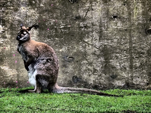 The Arlington Kangaroo Farm_-19