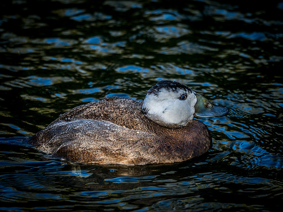Woodland Park Zoo 11-18-18-23