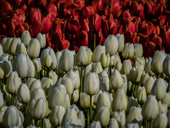 Skagit Valley Tulip Festival 2018 Set 1-13