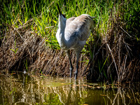 George C. Reifel Bird Sanctuary 5-7-19 set 2-19