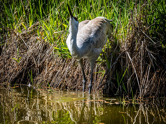 George C. Reifel Bird Sanctuary 5-7-19 set 2-19