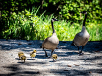 George C. Reifel Bird Sanctuary 5-7-19 set 2-2